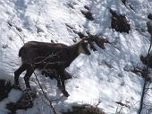 Bellissima salita dal Pian dei Resinelli al Rif. Rosalba sul sentiero 9 delle Foppe in compagnia dei camosci! il 7 aprile 2010) - FOTOGALLERY